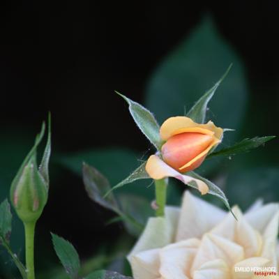 Flores y plantas - Insectos 06-007