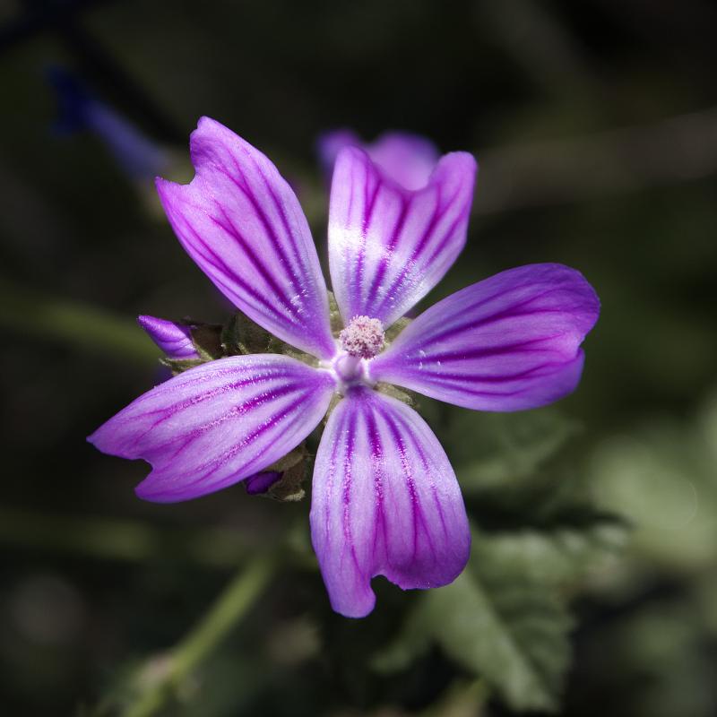 Flores y plantas - Insectos c02195