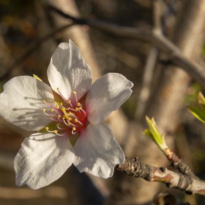  Flor de Almendro