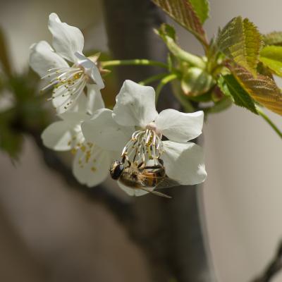  Polinización del cerezo