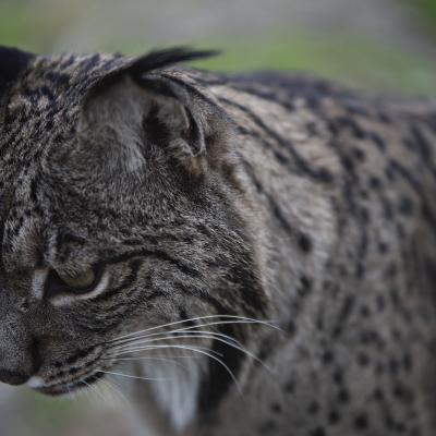  Lince Ibérico