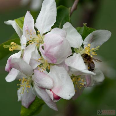 Una de flores y abejas