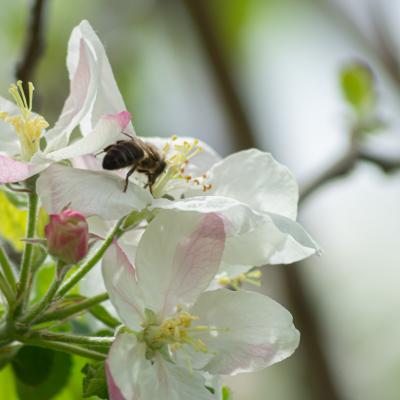 Más flores e insectos