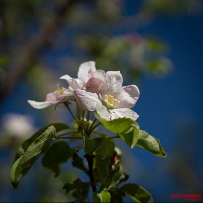 Estamos en primavera