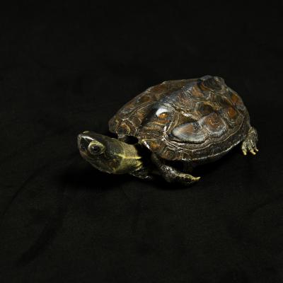  La mascota de fotografía AatEha