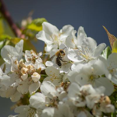 Una de flores y abeja