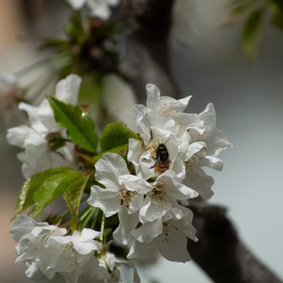 Más flores y abejas