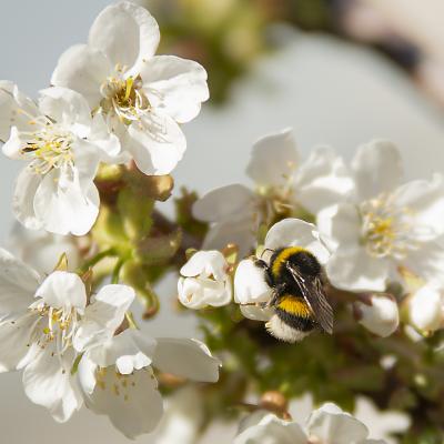  Zumbidos de la primavera pasada