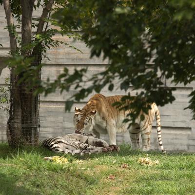  Cariño y amistad entre cazadores
