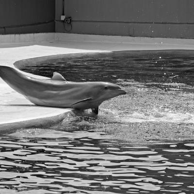  Delfín en el Zoo de Madrid