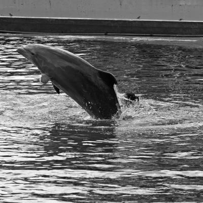 Delfines Zoo Acuario Madrid
