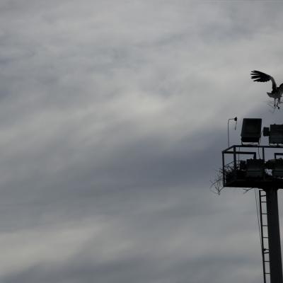 Cigí¼eñas en el cielo de Rivas