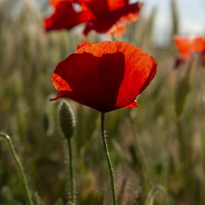 En nada estamos en primavera