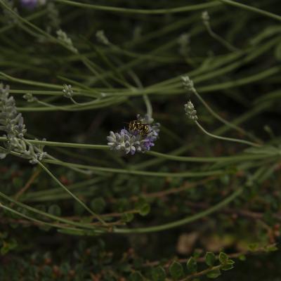 Sola, en la inmensidad