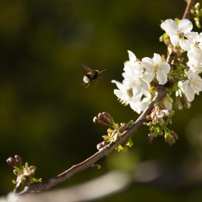 Con el destino al frente