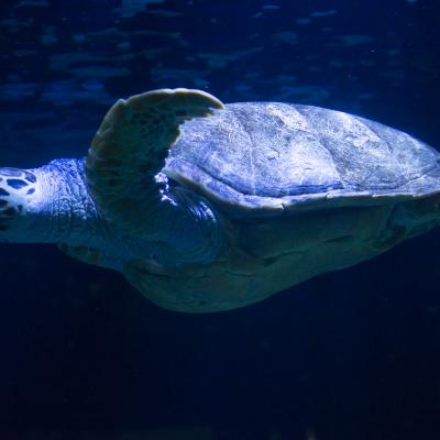  Tortuga marina