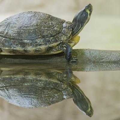 Reflejos de mi hogar