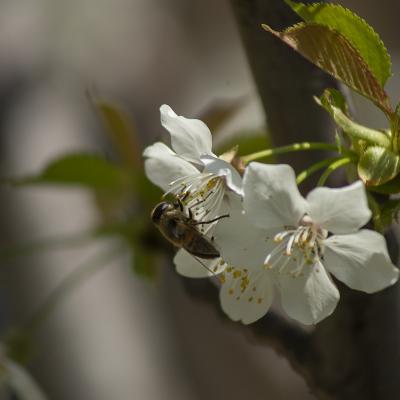 Colores de primavera