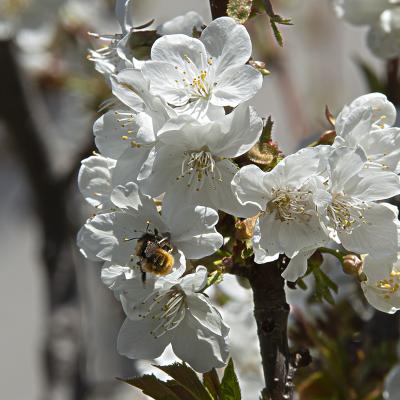 Lejos suena la primavera